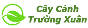 Cây Cảnh Trường Xuân