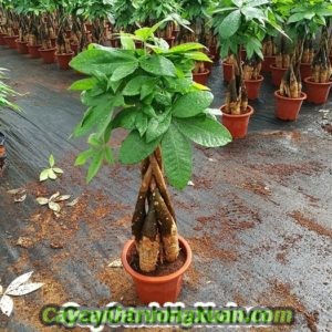 Cây cảnh nội thất cho không gian tươi mới và tràn đầy sức sống