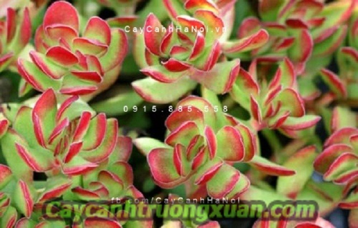 Cây chịu nắng mang lại không gian tươi mát, giảm nhiệt mùa hè