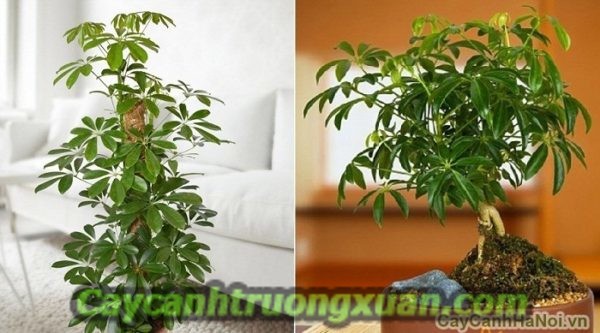 Cây chịu nắng mang lại không gian tươi mát, giảm nhiệt mùa hè