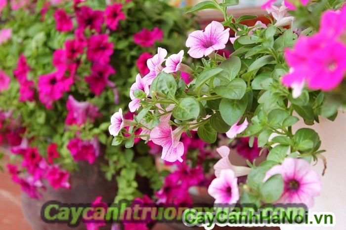 Cây chịu nắng mang lại không gian tươi mát, giảm nhiệt mùa hè
