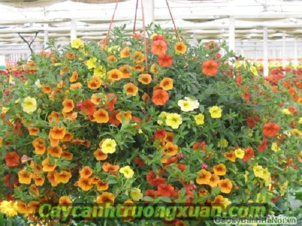 Cây chịu nắng mang lại không gian tươi mát, giảm nhiệt mùa hè