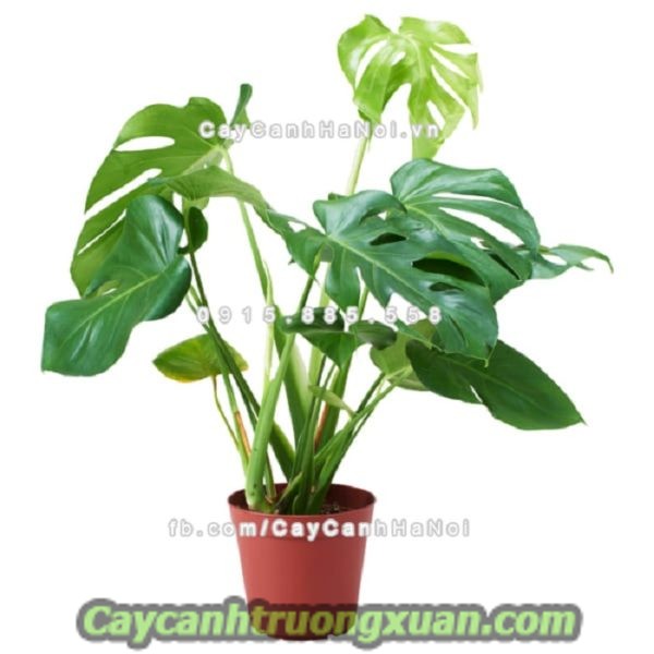 Cây chịu nắng mang lại không gian tươi mát, giảm nhiệt mùa hè