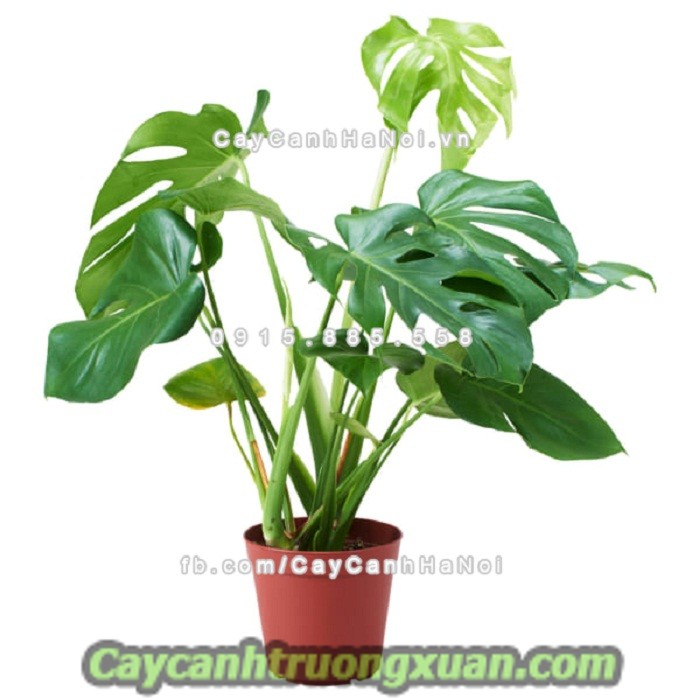 Cây chịu nắng mang lại không gian tươi mát, giảm nhiệt mùa hè