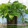 cay-day-leo-gian-Cây-Trầu-bà-leo-2