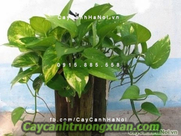 Cây dây leo giàn – cảnh sắc thiên nhiên thu nhỏ trong khuôn viên vườn