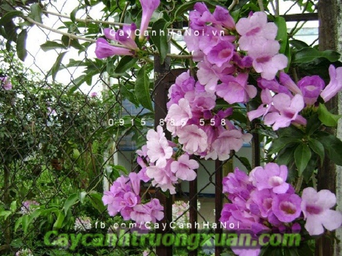 Cây dây leo giàn – cảnh sắc thiên nhiên thu nhỏ trong khuôn viên vườn