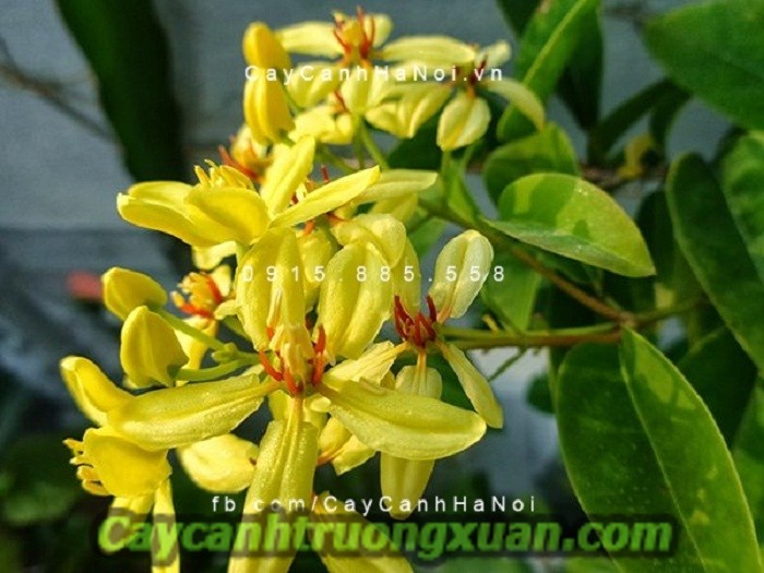Cây dây leo giàn – cảnh sắc thiên nhiên thu nhỏ trong khuôn viên vườn