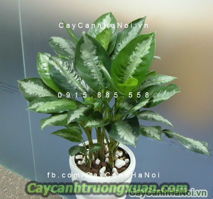 Cây quà tặng khai trương - mang lại sự phát đạt, thịnh vượng, sung túc
