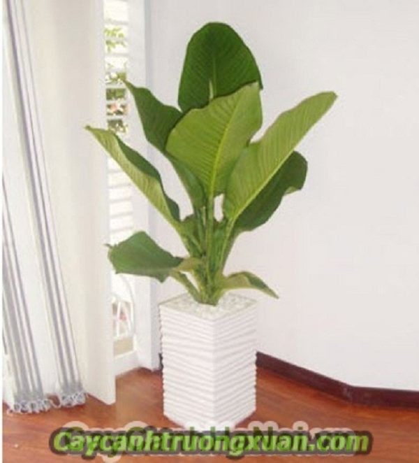 Cây quà tặng khai trương - mang lại sự phát đạt, thịnh vượng, sung túc