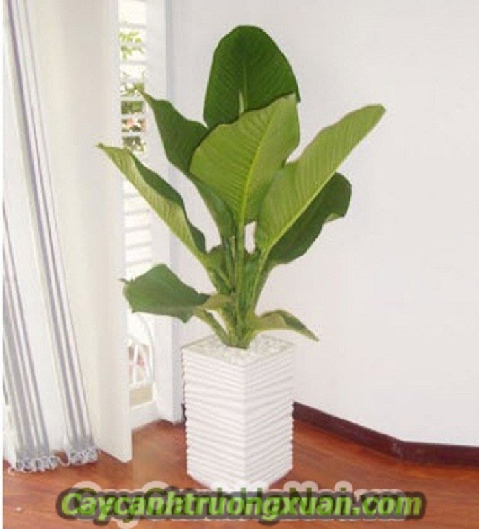 Cây quà tặng khai trương - mang lại sự phát đạt, thịnh vượng, sung túc