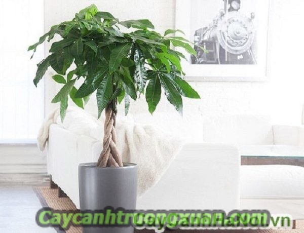Cây quà tặng khai trương - mang lại sự phát đạt, thịnh vượng, sung túc
