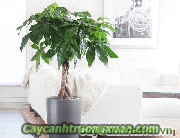 Cây quà tặng khai trương - mang lại sự phát đạt, thịnh vượng, sung túc