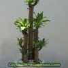 cay-qua-tang-khai-truong-cay-phat-tai-3