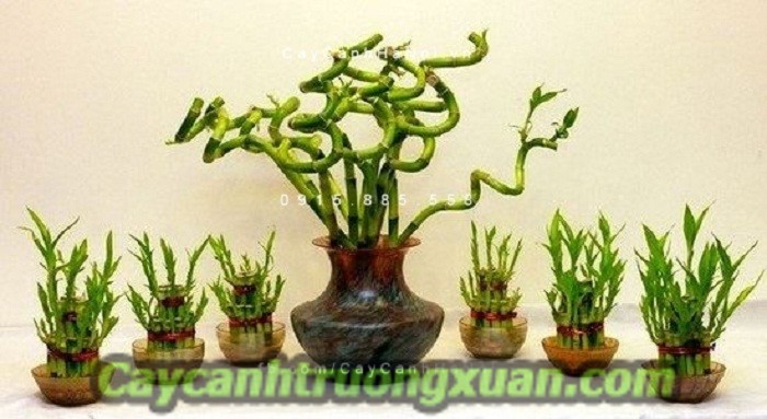 Cây quà tặng khai trương - mang lại sự phát đạt, thịnh vượng, sung túc