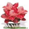 cay-qua-tang-khai-truong-cay-van-loc-5