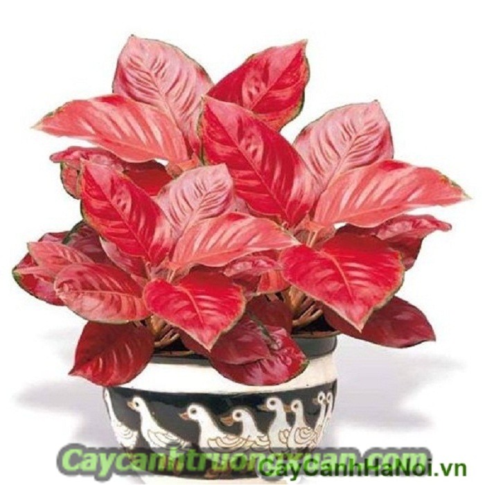 Cây quà tặng khai trương - mang lại sự phát đạt, thịnh vượng, sung túc