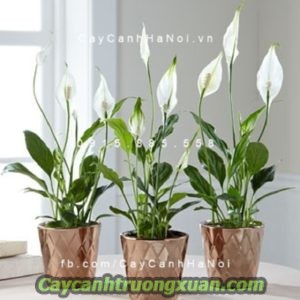 Hoa ban công – nét đẹp bình dị xua tan bao mệt mỏi, căng thẳng