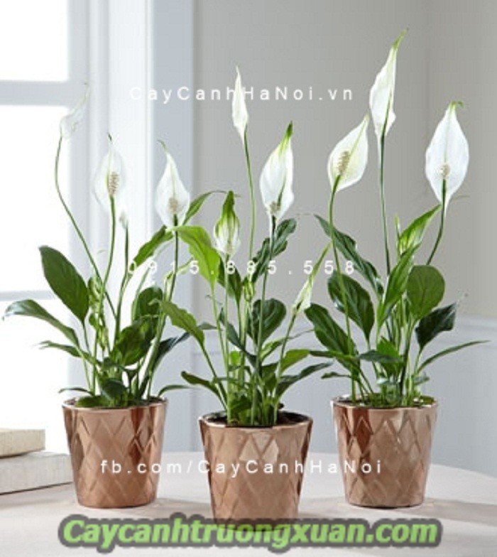 Hoa ban công – nét đẹp bình dị xua tan bao mệt mỏi, căng thẳng
