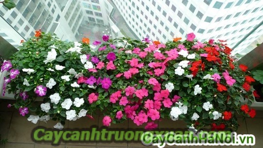 Hoa ban công – nét đẹp bình dị xua tan bao mệt mỏi, căng thẳng