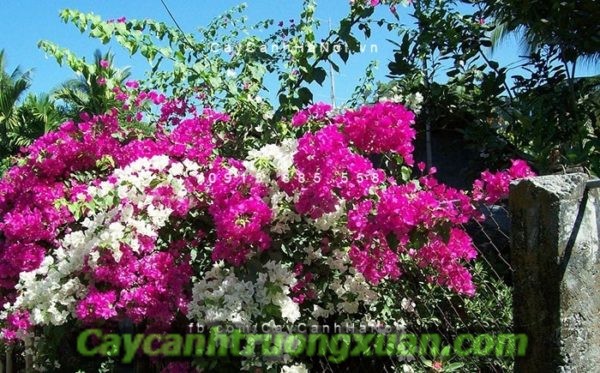 Hoa ban công – nét đẹp bình dị xua tan bao mệt mỏi, căng thẳng