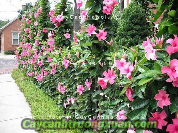 Hoa ban công – nét đẹp bình dị xua tan bao mệt mỏi, căng thẳng