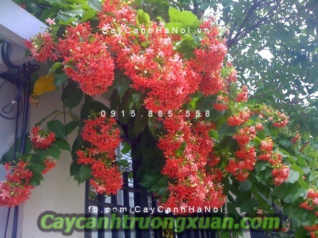 Hoa ban công – nét đẹp bình dị xua tan bao mệt mỏi, căng thẳng