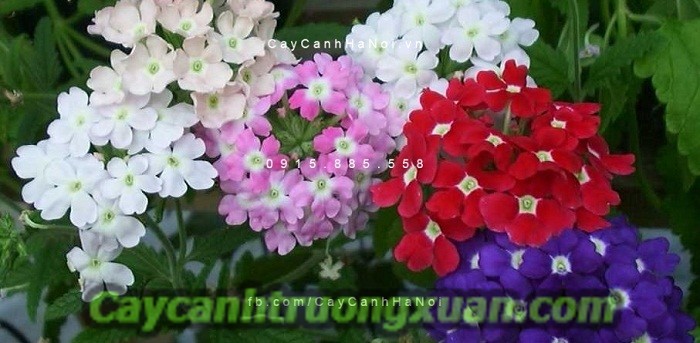 Hoa cúc Inđô - dịu dàng đem đến niềm vui, hứng khởi trong cuộc sống