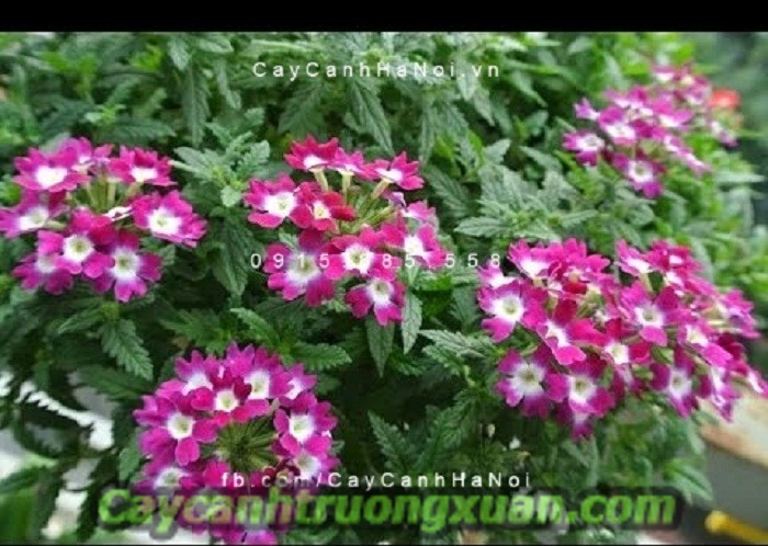 Hoa cúc Inđô - dịu dàng đem đến niềm vui, hứng khởi trong cuộc sống