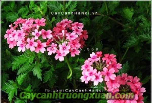Hoa cúc Inđô - dịu dàng đem đến niềm vui, hứng khởi trong cuộc sống