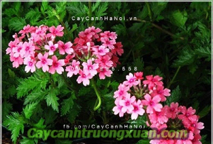 Hoa cúc Inđô - dịu dàng đem đến niềm vui, hứng khởi trong cuộc sống