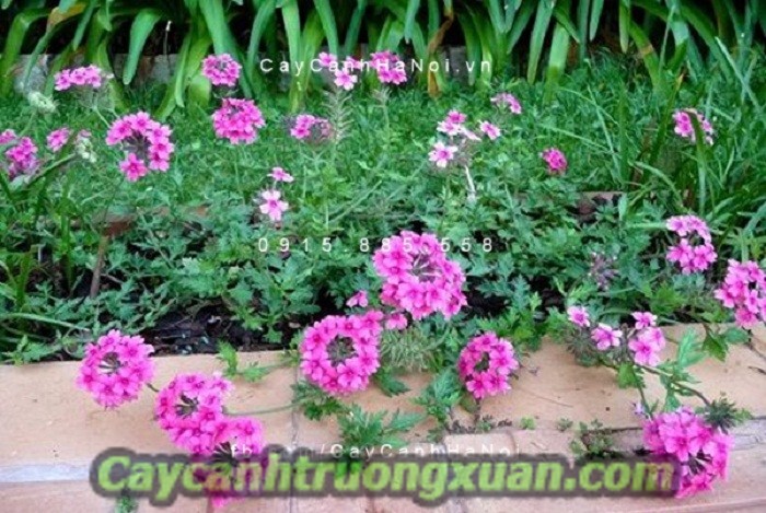 Hoa cúc Inđô - dịu dàng đem đến niềm vui, hứng khởi trong cuộc sống