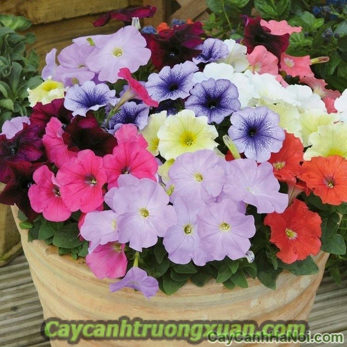 Hoa dạ yến thảo với cách trồng chăm sóc cho hoa đẹp,lâu tàn