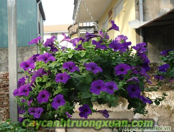 Hoa dạ yến thảo với cách trồng chăm sóc cho hoa đẹp,lâu tàn
