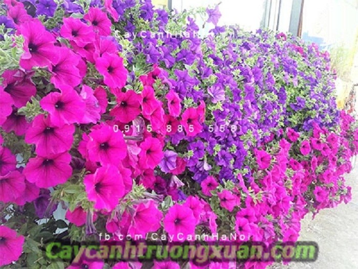 Hoa dạ yến thảo với cách trồng chăm sóc cho hoa đẹp,lâu tàn
