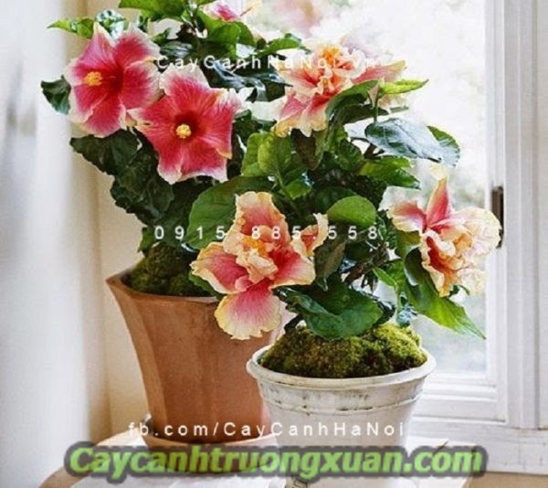 Hoa dâm bụt thái, mang sắc hoa đẹp dịu dàng cho ban công