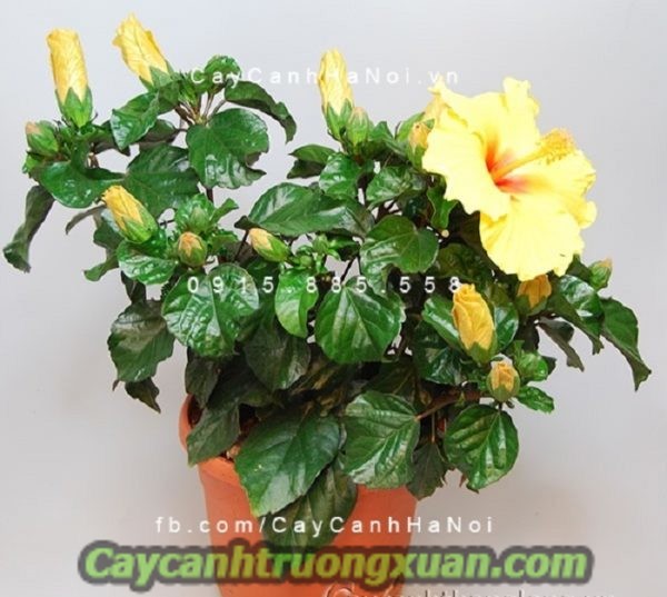 Hoa dâm bụt thái, mang sắc hoa đẹp dịu dàng cho ban công