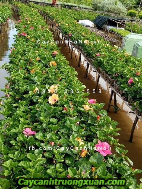 Hoa dâm bụt thái, mang sắc hoa đẹp dịu dàng cho ban công