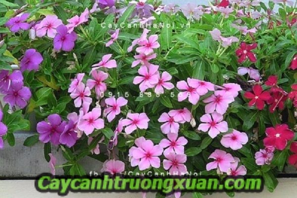 Hoa dừa cạn với cách trồng và chăm sóc đơn giản nhất tại nhà