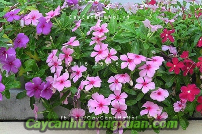 Hoa dừa cạn với cách trồng và chăm sóc đơn giản nhất tại nhà