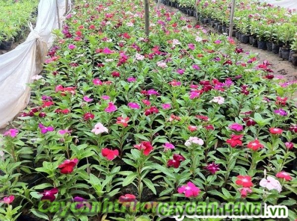 Hoa dừa cạn với cách trồng và chăm sóc đơn giản nhất tại nhà