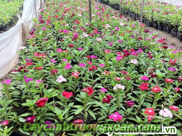 Hoa dừa cạn với cách trồng và chăm sóc đơn giản nhất tại nhà