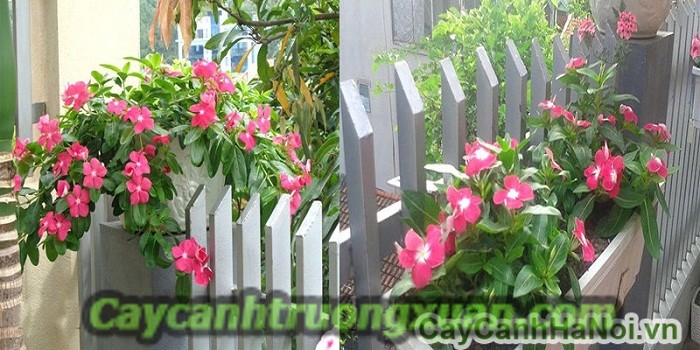 Hoa dừa cạn với cách trồng và chăm sóc đơn giản nhất tại nhà