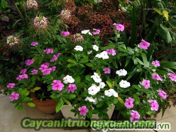 Hoa dừa cạn với cách trồng và chăm sóc đơn giản nhất tại nhà