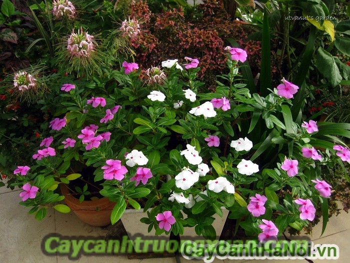 Hoa dừa cạn với cách trồng và chăm sóc đơn giản nhất tại nhà