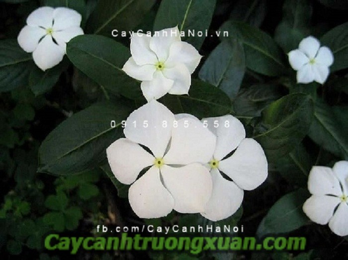 Hoa dừa cạn với cách trồng và chăm sóc đơn giản nhất tại nhà