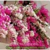 hoa-giay-singapore-1