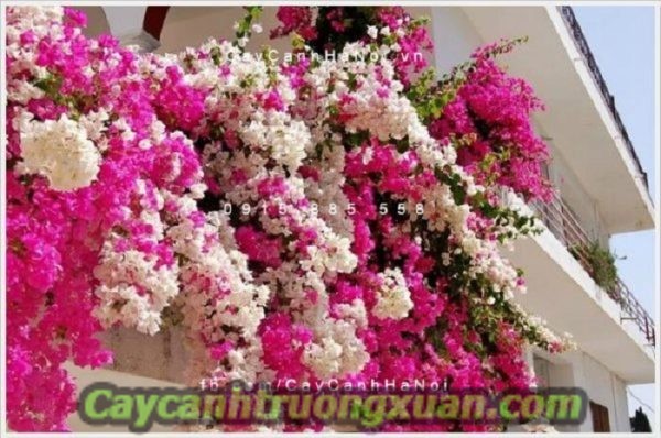 hoa-giay-singapore-1