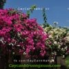 hoa-giay-singapore-2