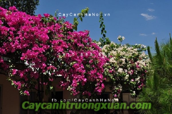 Hoa giấy singapore tô thêm nét đẹp mới cho không gian đầy sắc và hương